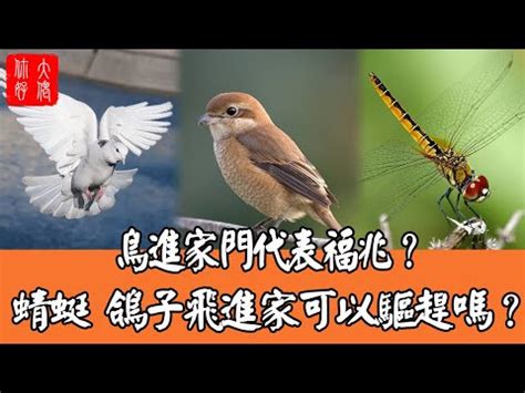 麻雀在家築巢|【麻雀做窩】驚！麻雀來做窩，在家裡可以嗎？聽聽風水師怎麼。